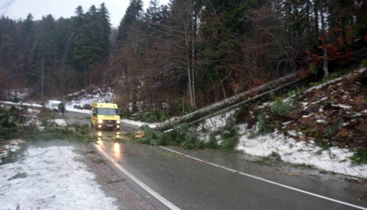 Stabla na putu Gorski kotar (foto: M. KRMPOTIĆ / Novi List)