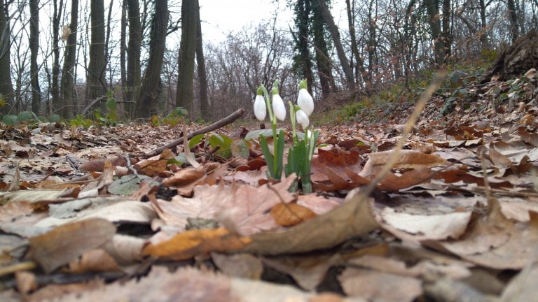 Visibabe na Fruškoj Gori