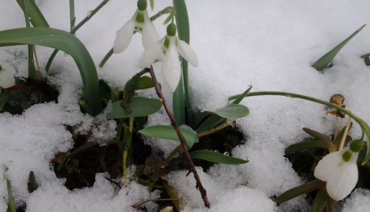 Visibabe pod snegom - februar 2018
