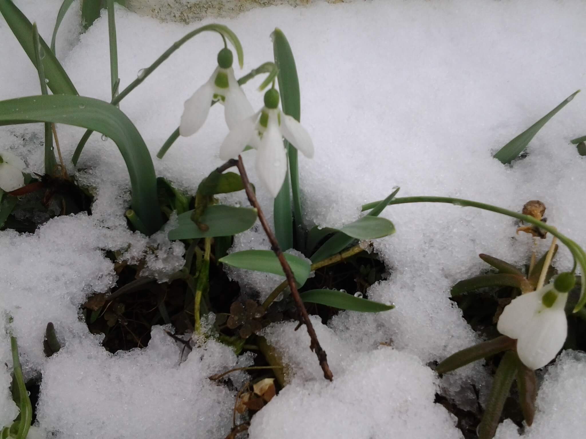 Visibabe pod snegom - februar 2018