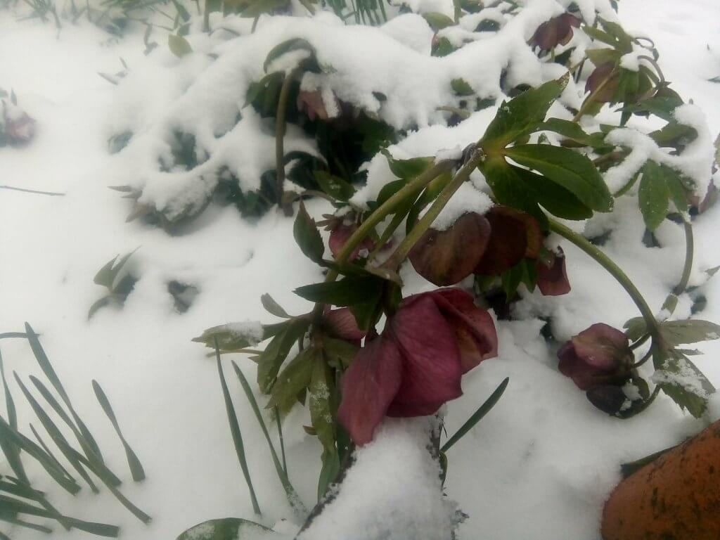 Cveće pod snegom u Adi - 19. mart