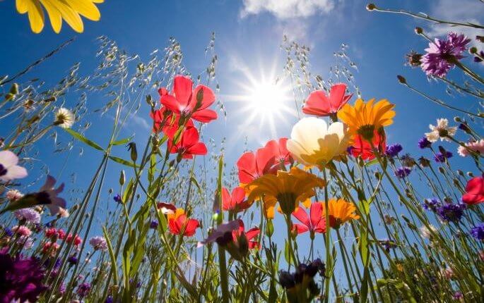 Proleće cveće sunce