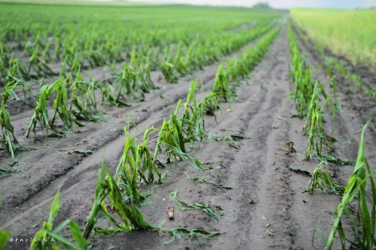 Vrlo ozbiljna šteta na kukuruzu - 23. maj