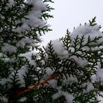 Snežna idila u Itebeju (2) - 28. novembar