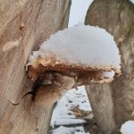 Snežna idila u Itebeju - 28. novembar