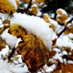 Snežna idila u Itebeju (3) - 28. novembar