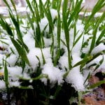 Snežna idila u Itebeju (4) - 28. novembar