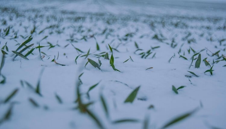 Pšenica je snegom zaštićena od jakog mraza