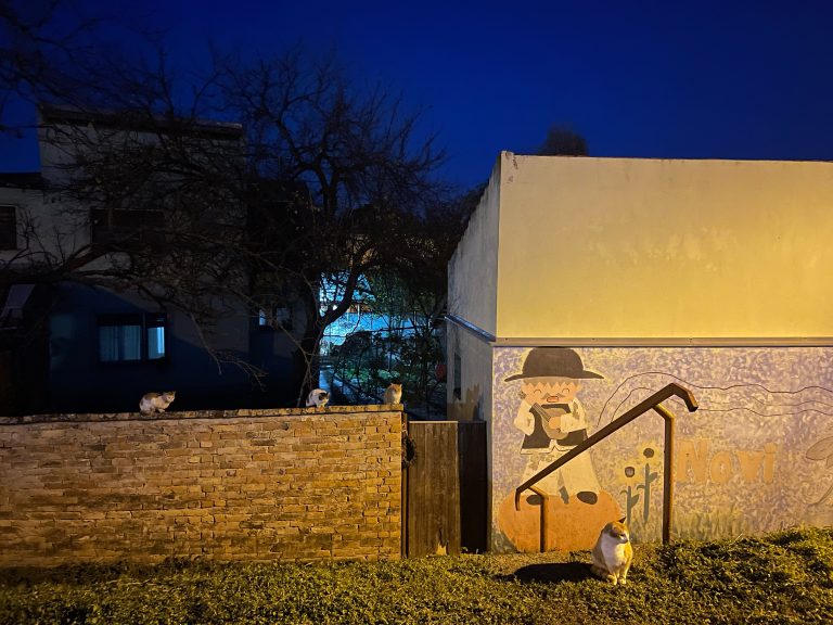 Mace uživaju u toplom novembarskom vremenu (Foto: Dragana Draganov)