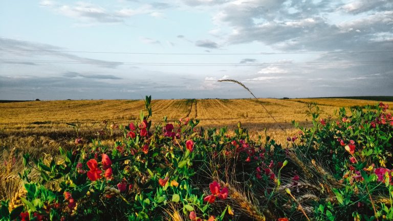 Kraj juna u okolini Maradika (Foto: Geza Vince)